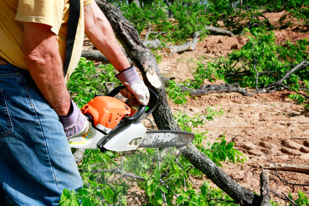 Best Arborist Consultation Services  in Belle Meade, TN